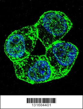 PCDHA8 Antibody (C-term)