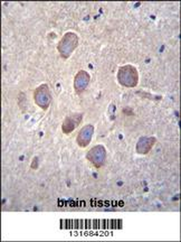 PCDHA8 Antibody (C-term)
