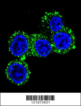CACNG6 Antibody (Center)