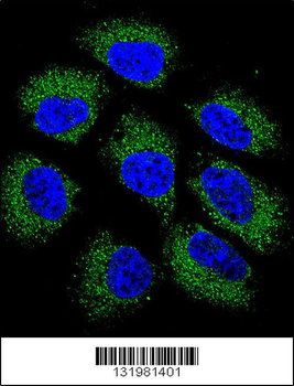 GSR Antibody (C-term)