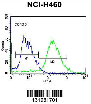 GSR Antibody (C-term)