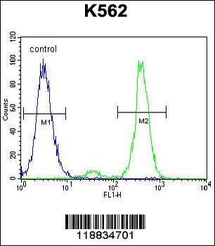 VILL Antibody (Center)