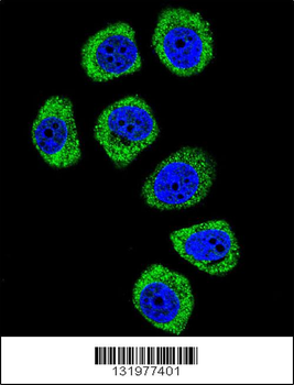 PCDHB3 Antibody (N-term)
