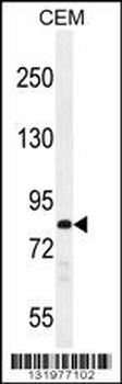 PCDHB3 Antibody (N-term)