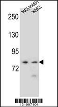 PCDHA9 Antibody (N-term)