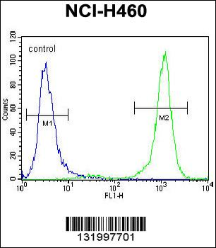PCDHA9 Antibody (N-term)