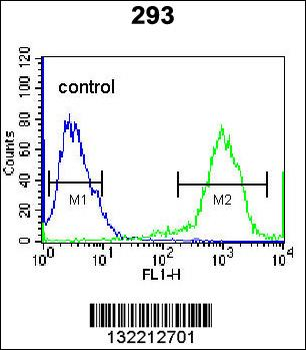 RHOXF2 Antibody (N-term)