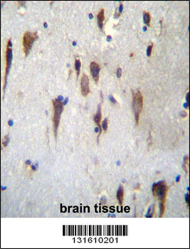 PCDH7 Antibody (C-term)