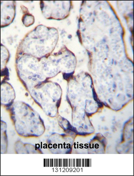 LETM2 Antibody (N-term)