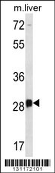 DRGX Antibody (C-term)