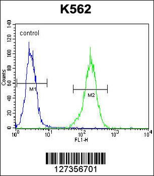NKAIN1 Antibody (C-term)