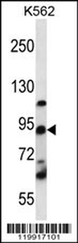 UBTF Antibody (C-term)