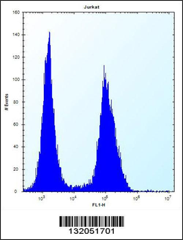 ASS1 Antibody (C-term)