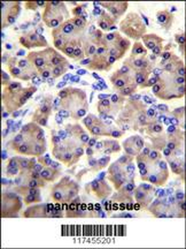 MRPS12 Antibody (Center K43)