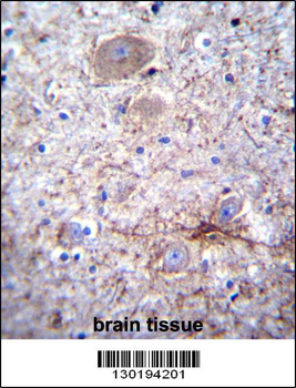 PCDHA7 Antibody (Center)