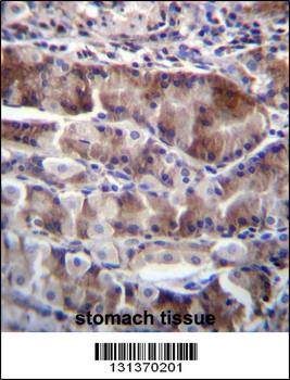 NRSN2 Antibody (C-term)