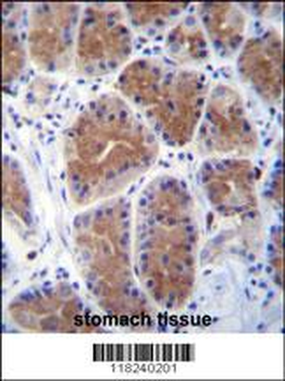 MID1IP1 Antibody (N-term)