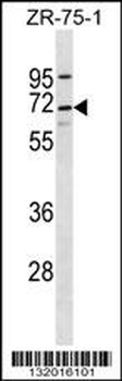 TWNK Antibody (C-term)