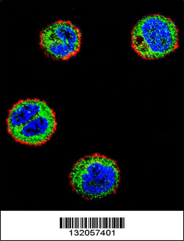 NFKBIL1 Antibody (C-term)