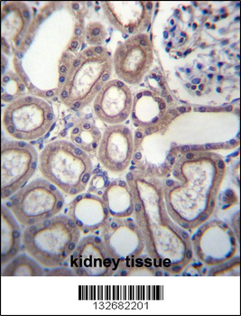 RNF180 Antibody (C-term)