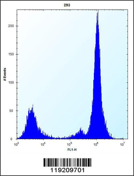 MOBKL1B Antibody (N-term)