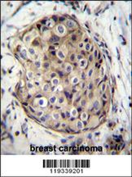 GMPR Antibody (C-term)