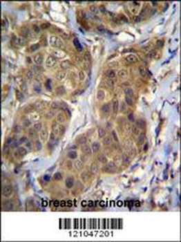 RNF11 Antibody (Center)