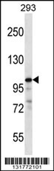 RASA1 Antibody (C-term)