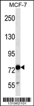 TLE4 Antibody (N-term)