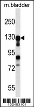 MKL2 Antibody (N-term)