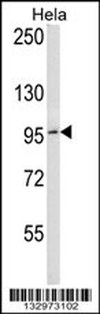 BCL6 Antibody (C-term)