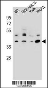 RRAGC Antibody (Center)