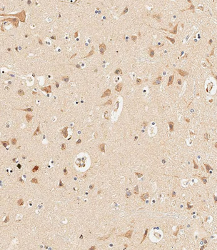 PCDH9 Antibody (C-term)