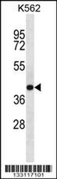 SEC14L4 Antibody (N-term)