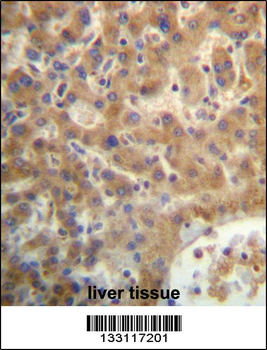 SEC14L4 Antibody (N-term)