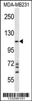 NLRC4 Antibody (N-term)