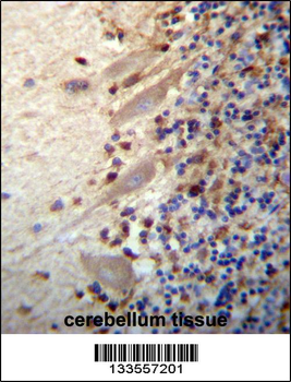 MEGF9 Antibody (C-term)