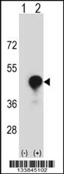CD1C Antibody (C-term)