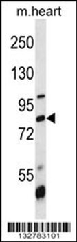 BRD7 Antibody (N-term)