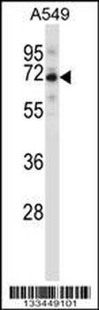 CCDC99 Antibody (C-term)