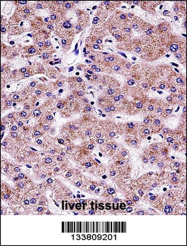 SYT6 Antibody (C-term)