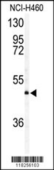 AIFM2 Antibody (Center)