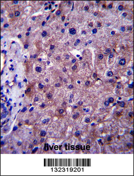 SGMS1 Antibody (N-term)