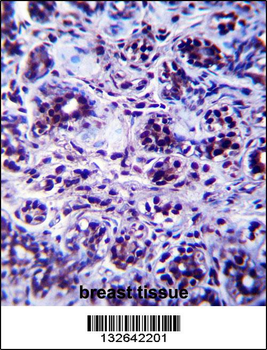 DHX32 Antibody (Center)