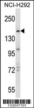 TRIM33 Antibody (C-term)