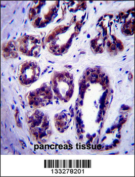 ATG9B Antibody (C-term)