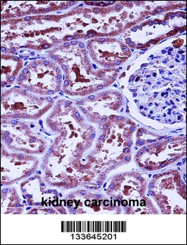 HTRA2 Antibody (N-term)