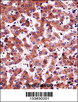 AMBP Antibody (N-term)