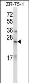 RLN1/RLN2 Antibody (C-term)
