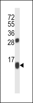 BRP44 Antibody (C-term)